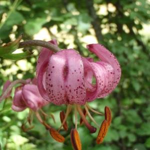 Photographie n°249916 du taxon Lilium martagon L.