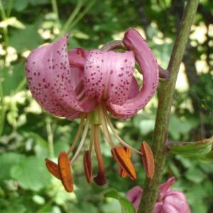 Photographie n°249917 du taxon Lilium martagon L.