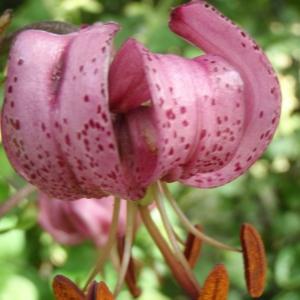 Photographie n°249918 du taxon Lilium martagon L.