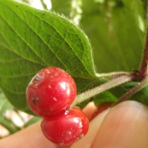 Photographie n°249927 du taxon Lonicera xylosteum L. [1753]