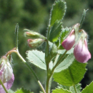 Photographie n°249931 du taxon Ononis rotundifolia L. [1753]