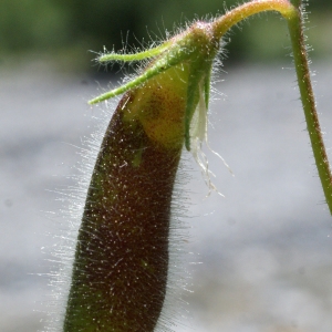 Photographie n°249938 du taxon Ononis rotundifolia L. [1753]