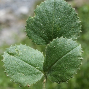 Photographie n°249940 du taxon Ononis rotundifolia L. [1753]