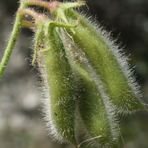 Photographie n°249941 du taxon Ononis rotundifolia L. [1753]