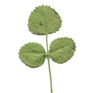 Photographie n°249944 du taxon Ononis rotundifolia L. [1753]