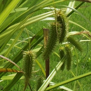 Photographie n°249954 du taxon Carex pseudocyperus L. [1753]