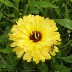 Photographie n°249958 du taxon Calendula arvensis L. [1763]