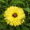  Jean-Claude Echardour - Calendula arvensis L. [1763]