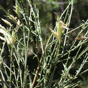 Photographie n°249970 du taxon Genista cinerea (Vill.) DC. [1805]