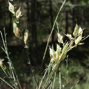 Photographie n°249974 du taxon Genista cinerea (Vill.) DC. [1805]