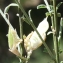  Liliane Roubaudi - Genista cinerea (Vill.) DC. [1805]