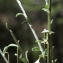  Liliane Roubaudi - Genista cinerea (Vill.) DC. [1805]