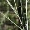  Liliane Roubaudi - Genista cinerea (Vill.) DC. [1805]