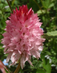 Genevieve Botti, le  5 juillet 2014 (Entraunes (col de la Cayolle))