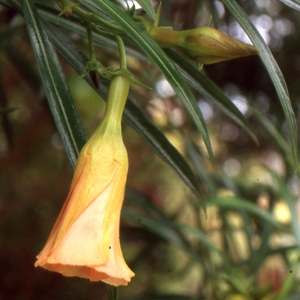 Thevetia neriifolia Juss. ex Steud.