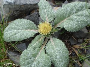 Genevieve Botti, le  5 juillet 2014 (Seyne (col du bas))