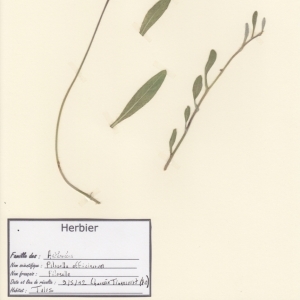 Photographie n°250032 du taxon Pilosella officinarum F.W.Schultz & Sch.Bip. [1862]