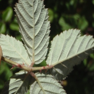 Photographie n°250060 du taxon Rubus ulmifolius Schott [1818]