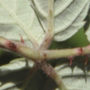 Photographie n°250061 du taxon Rubus ulmifolius Schott [1818]