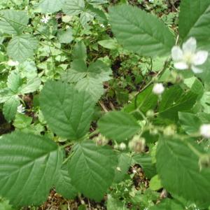 Photographie n°250062 du taxon Rubus caesius L. [1753]