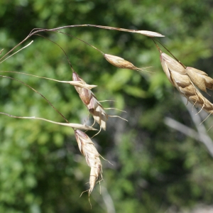 Photographie n°250085 du taxon Bromus squarrosus L. [1753]