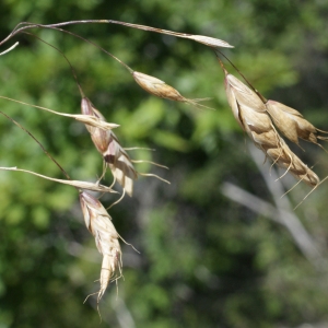 Photographie n°250086 du taxon Bromus squarrosus L. [1753]