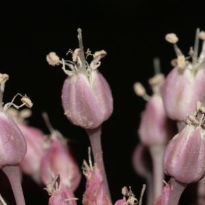 Photographie n°250112 du taxon Allium commutatum Guss. [1855]