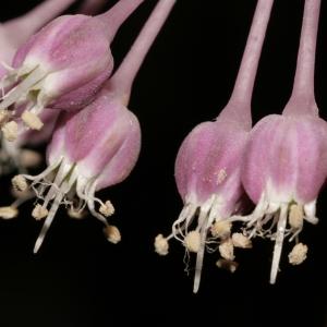 Photographie n°250113 du taxon Allium commutatum Guss. [1855]