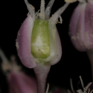 Photographie n°250116 du taxon Allium commutatum Guss. [1855]