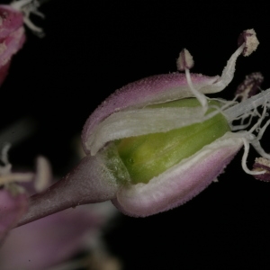 Photographie n°250117 du taxon Allium commutatum Guss. [1855]
