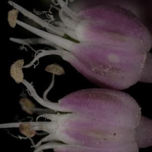 Photographie n°250118 du taxon Allium commutatum Guss. [1855]