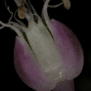 Photographie n°250119 du taxon Allium commutatum Guss. [1855]