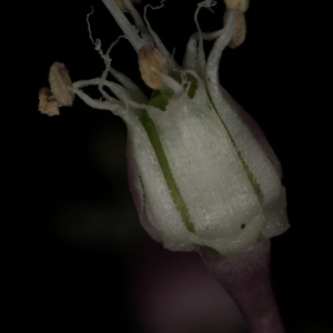 Photographie n°250120 du taxon Allium commutatum Guss. [1855]