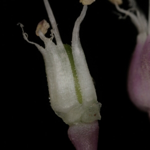 Photographie n°250121 du taxon Allium commutatum Guss. [1855]
