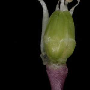 Photographie n°250122 du taxon Allium commutatum Guss. [1855]