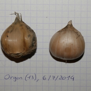 Photographie n°250149 du taxon Allium polyanthum Schult. & Schult.f. [1830]