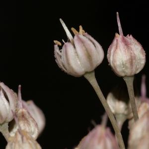 Photographie n°250167 du taxon Allium polyanthum Schult. & Schult.f. [1830]