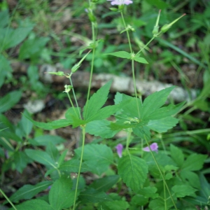 Photographie n°250176 du taxon Geranium nodosum L. [1753]