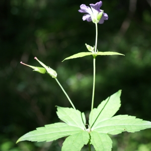 Photographie n°250177 du taxon Geranium nodosum L. [1753]