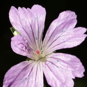 Photographie n°250178 du taxon Geranium nodosum L. [1753]