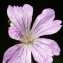  Liliane Roubaudi - Geranium nodosum L. [1753]