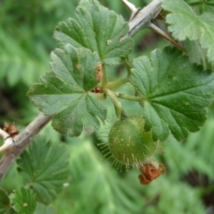 Photographie n°250183 du taxon Ribes uva-crispa L. [1753]
