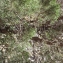  Liliane Roubaudi - Juniperus thurifera L. [1753]