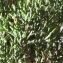  Liliane Roubaudi - Juniperus thurifera L. [1753]