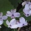  Liliane Roubaudi - Lunaria rediviva L. [1753]