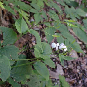 Photographie n°250228 du taxon Lunaria rediviva L. [1753]