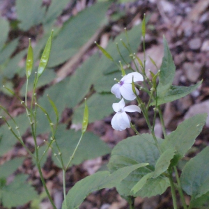 Photographie n°250229 du taxon Lunaria rediviva L. [1753]