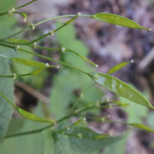 Photographie n°250230 du taxon Lunaria rediviva L. [1753]