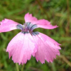 Dianthus pavonius Tausch (Oeillet négligé)