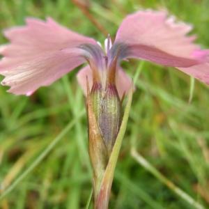 Photographie n°250275 du taxon Dianthus pavonius Tausch [1839]